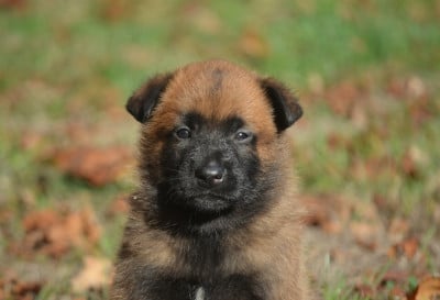 Les chiots de Berger Belge