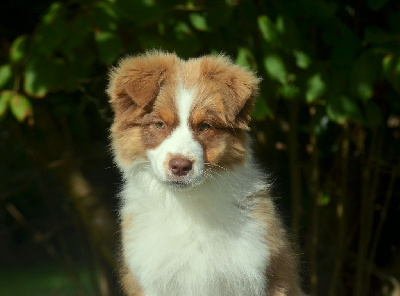 Les chiots de Berger Australien