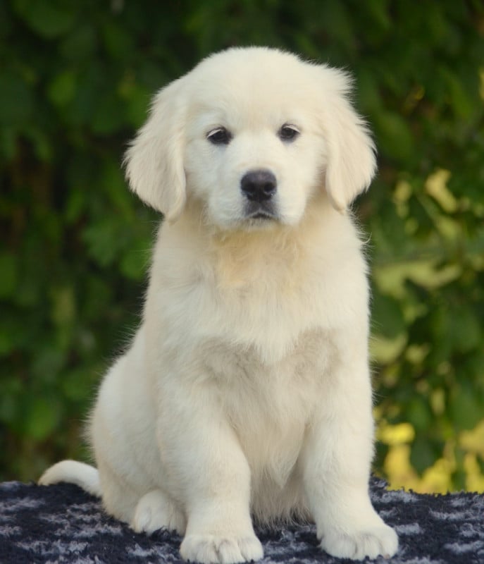Golden Retriever - de la Féerie de l'Hermine