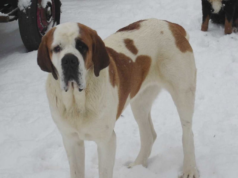 Agrippine du domaine de missire (Sans Affixe)