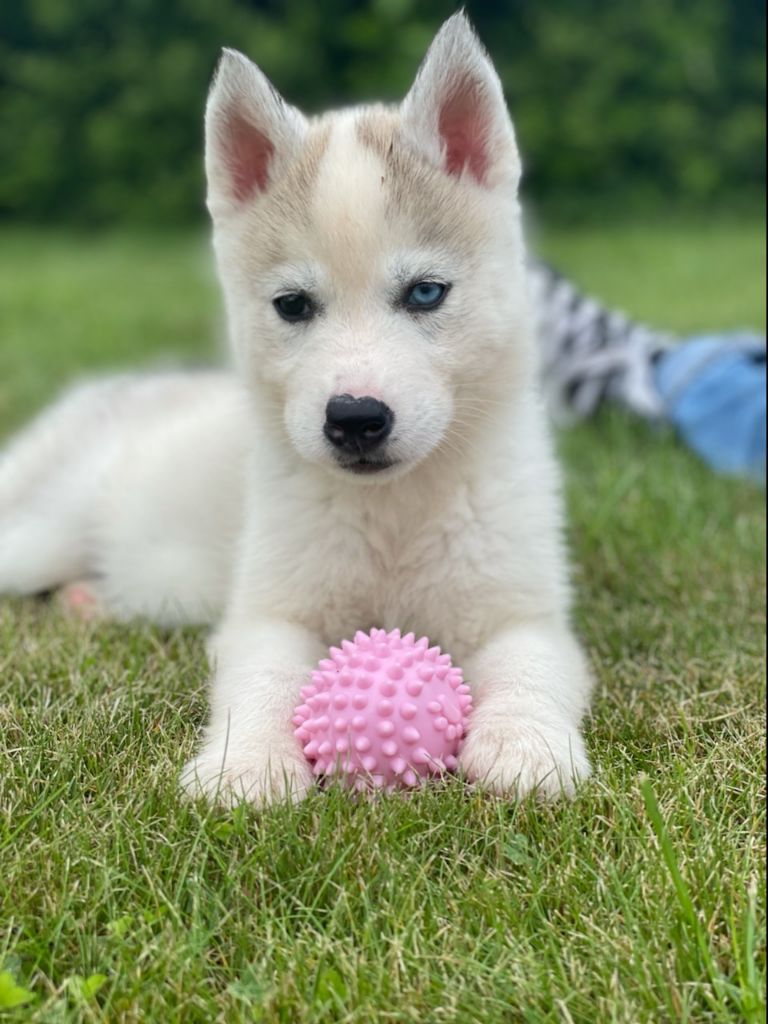 Accueil Elevage Des Reves Polaires Eleveur De Chiens Siberian Husky