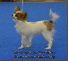 - Exposition Canine d'Angers