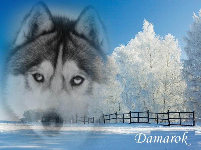 Publication : des rèves polaires Auteur : Isabelle Carré