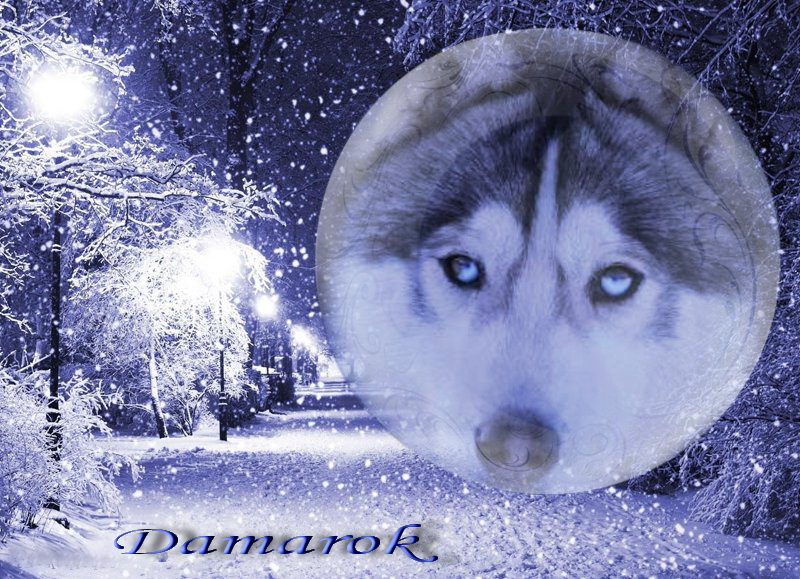 Publication : des rèves polaires Auteur : Isabelle Carré