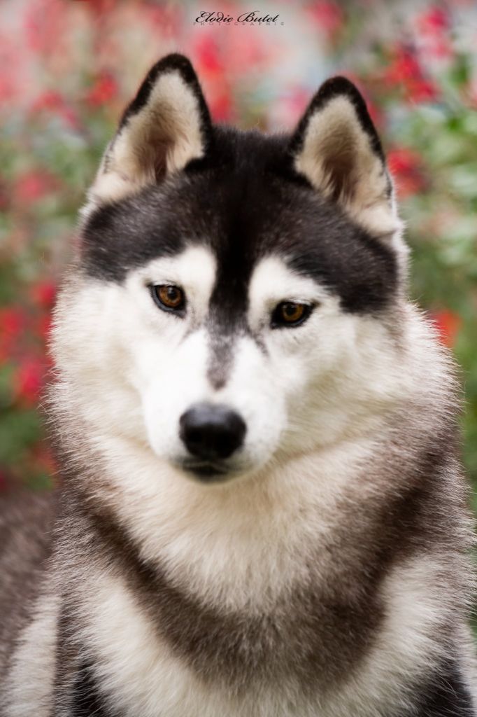 Ully Of City Dream's