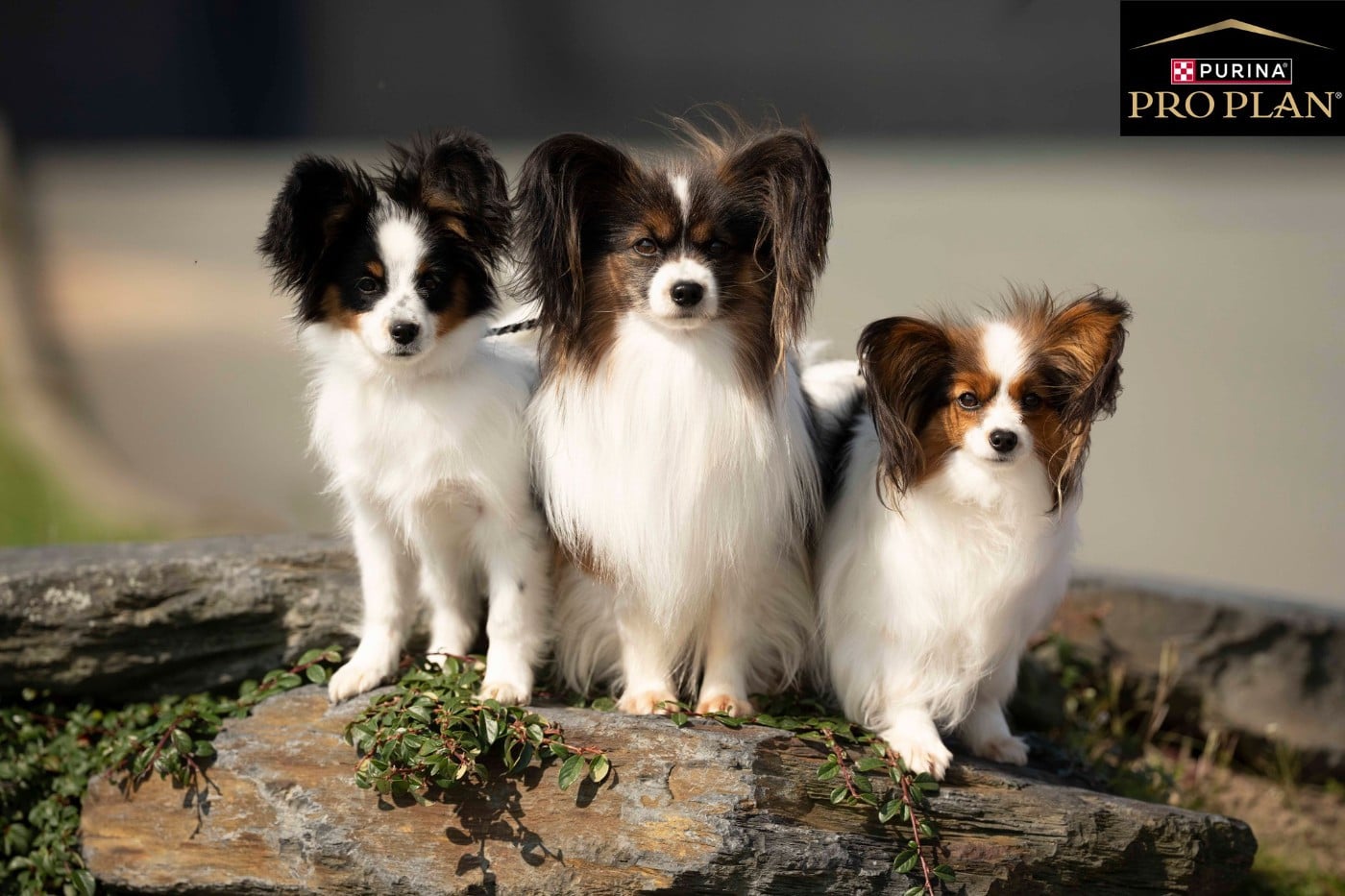 Aurore Boréale dite MIRA des Hautes Pertuades