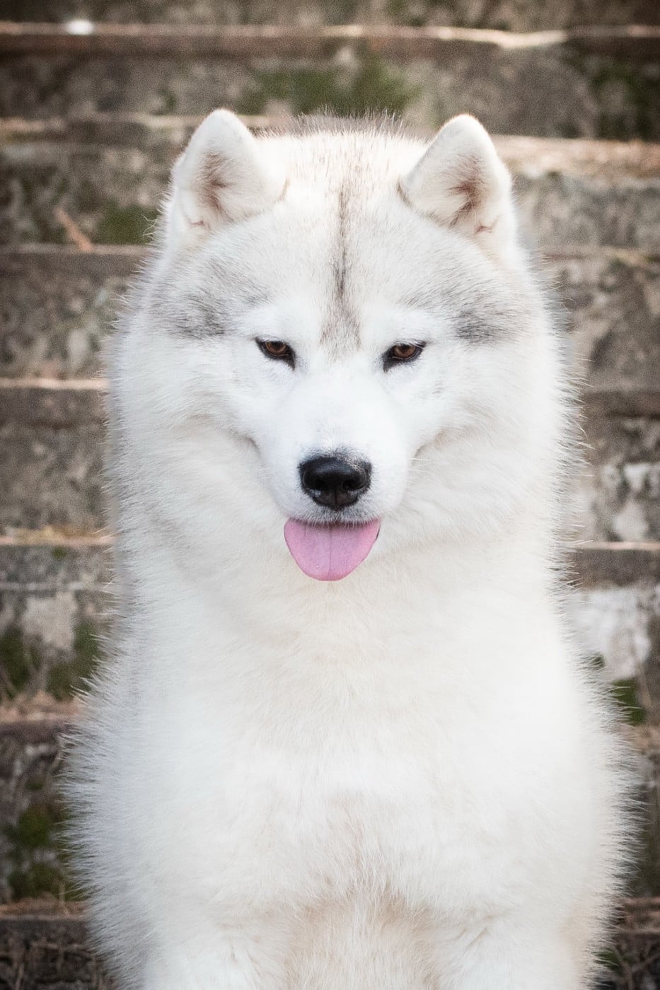 CH. Rocky de l'écume des cimes blanches