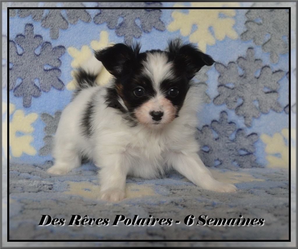 Salsa des rèves polaires