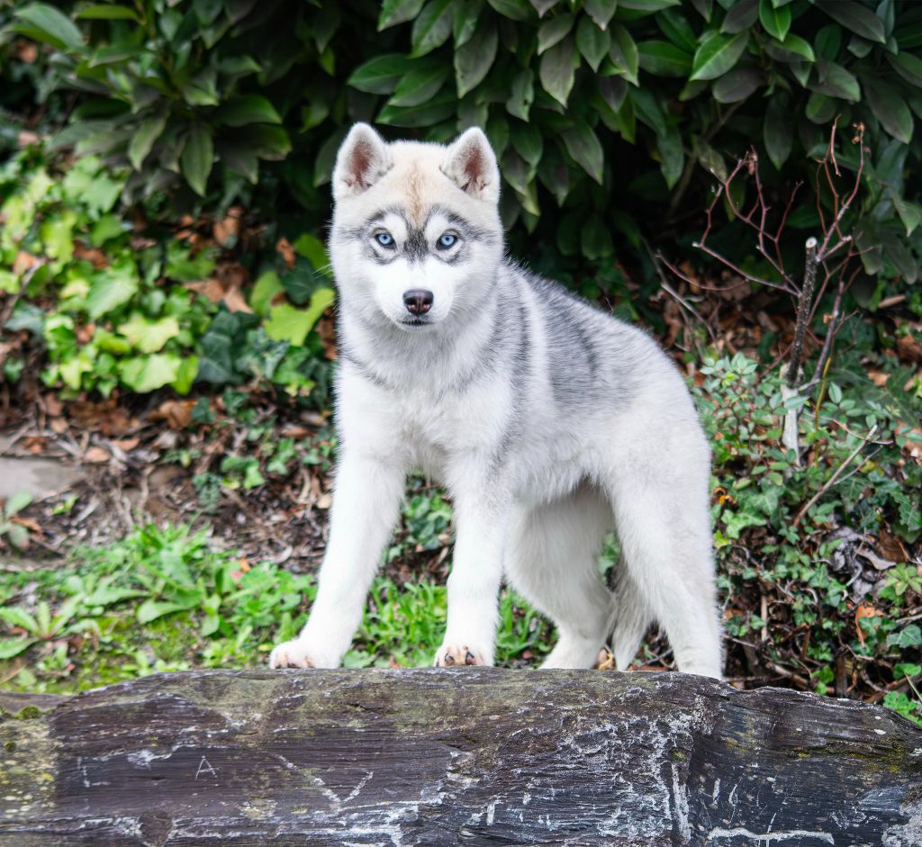 Publication : des rèves polaires Auteur : Carré Isabelle