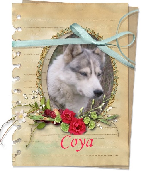 Coya de Politeiakhan