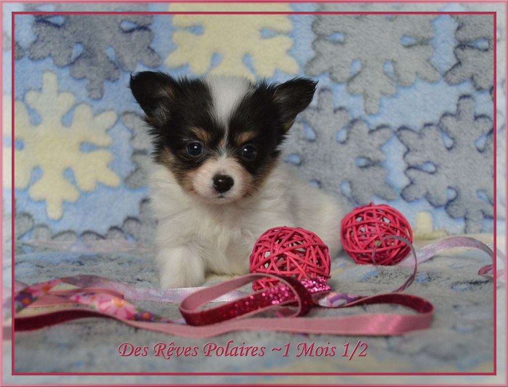 Rubie des rèves polaires