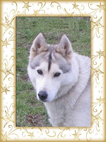 Chanel des rèves polaires