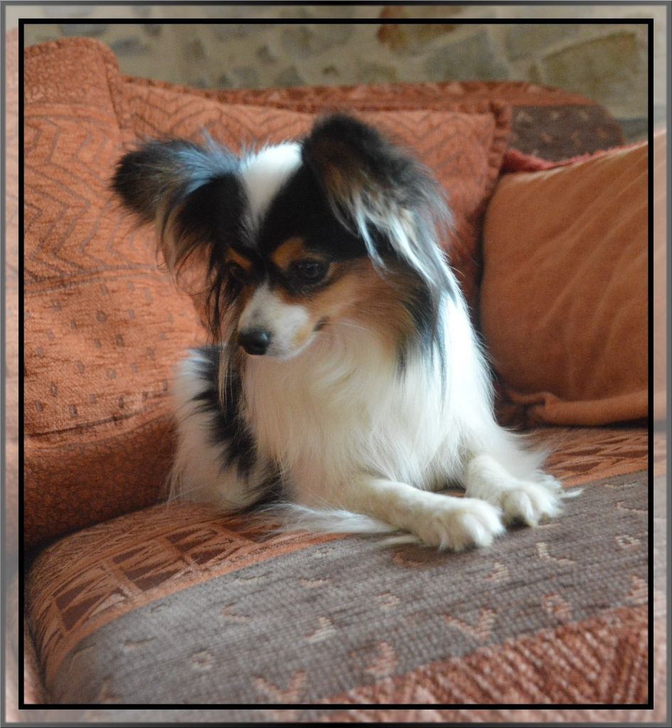 Rubie des rèves polaires
