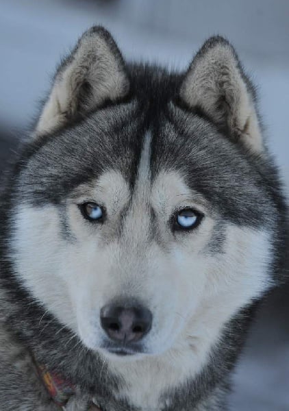 Publication : des rèves polaires Auteur : Isabelle Carré