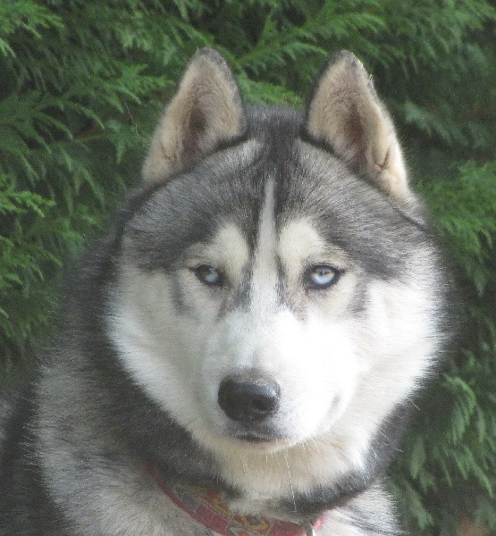 Publication : des rèves polaires Auteur : Isabelle Carré