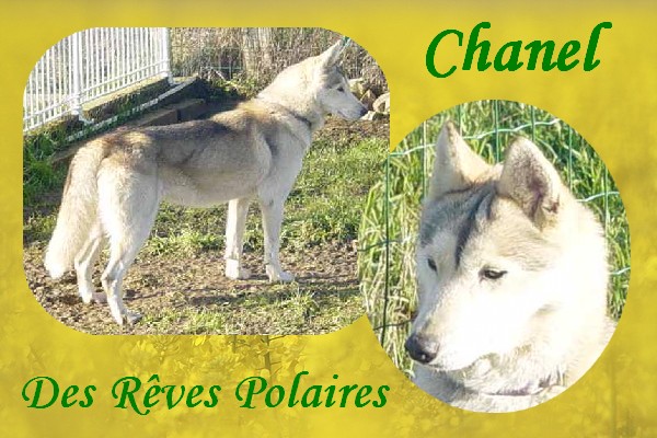 Chanel des rèves polaires