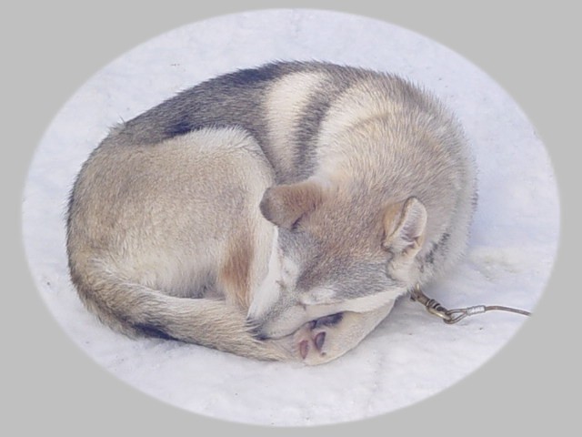 Chanel des rèves polaires