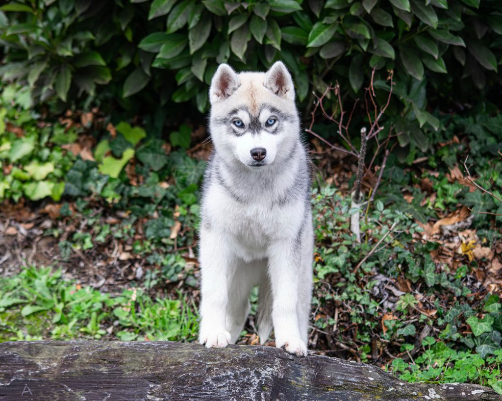 Publication : des rèves polaires Auteur : Carré Isabelle