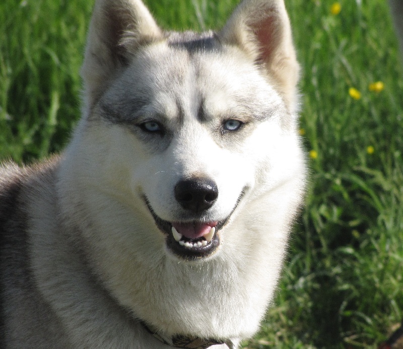 Coya de Politeiakhan