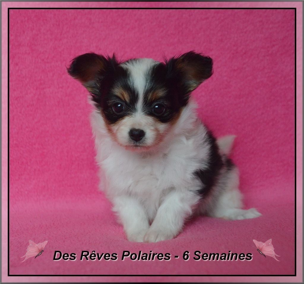 Shelby des rèves polaires
