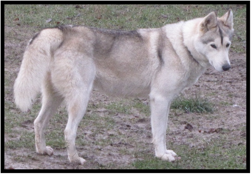 Chanel des rèves polaires