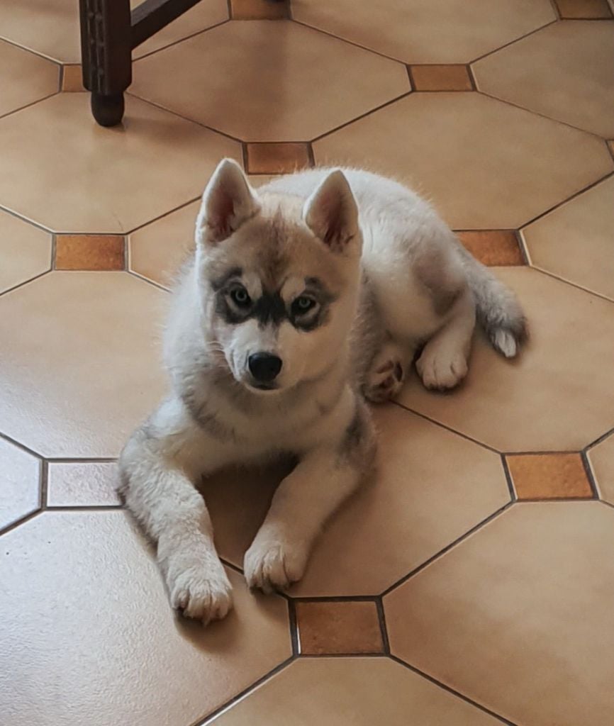 Publication : des rèves polaires Auteur : Carré Isabelle