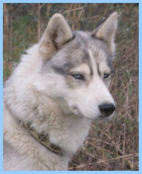 Coya de Politeiakhan