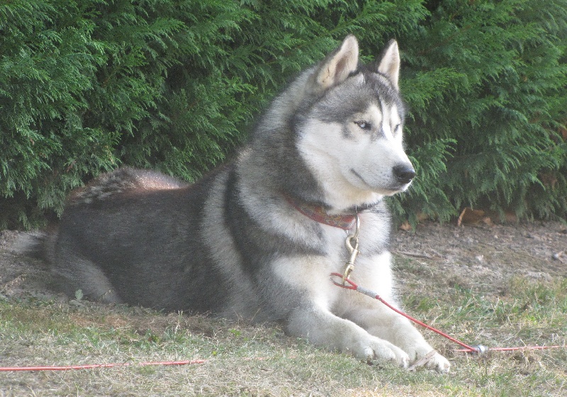 Publication : des rèves polaires Auteur : Isabelle Carré