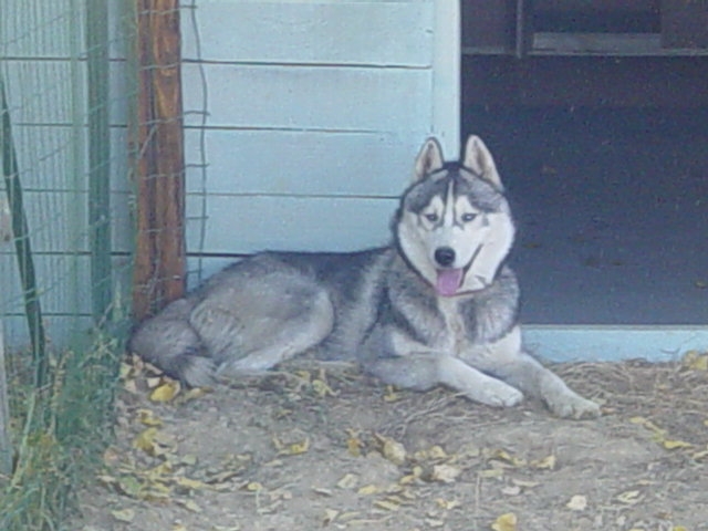 Publication : des rèves polaires Auteur : Isabelle Carré