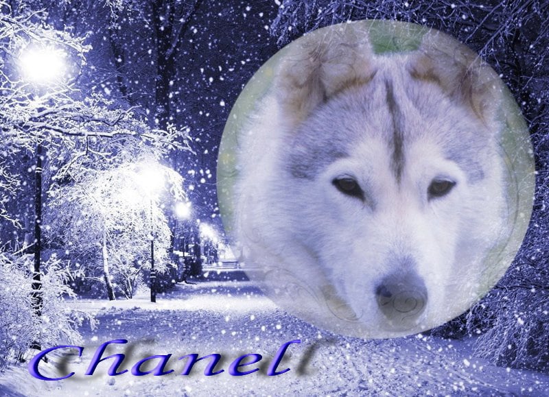 Chanel des rèves polaires