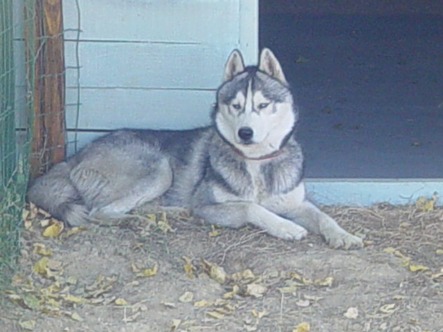 Publication : des rèves polaires Auteur : Isabelle Carré