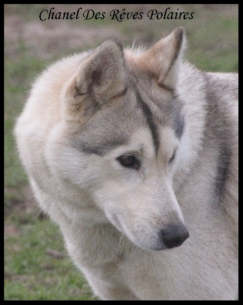 Chanel des rèves polaires