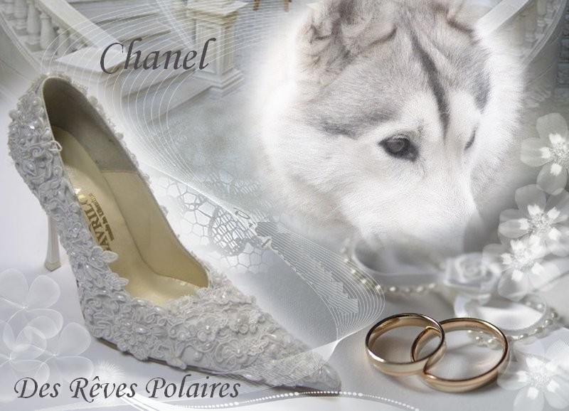 Chanel des rèves polaires