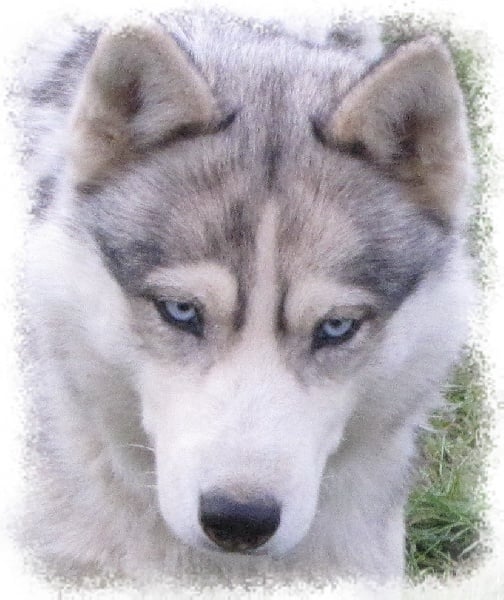 Coya de Politeiakhan