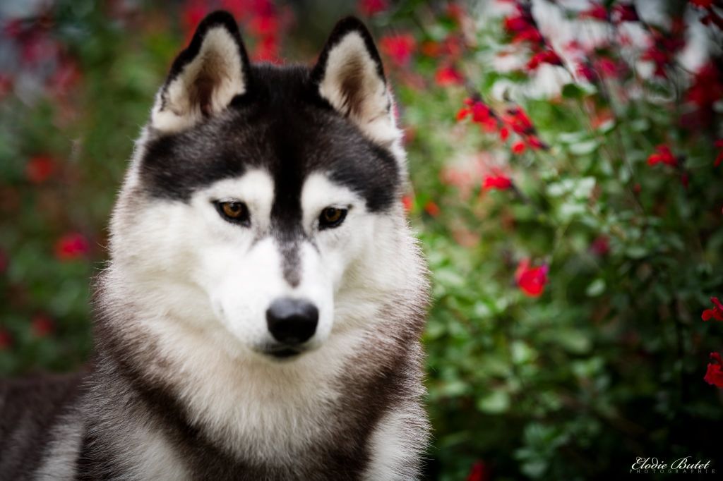 Ully Of City Dream's