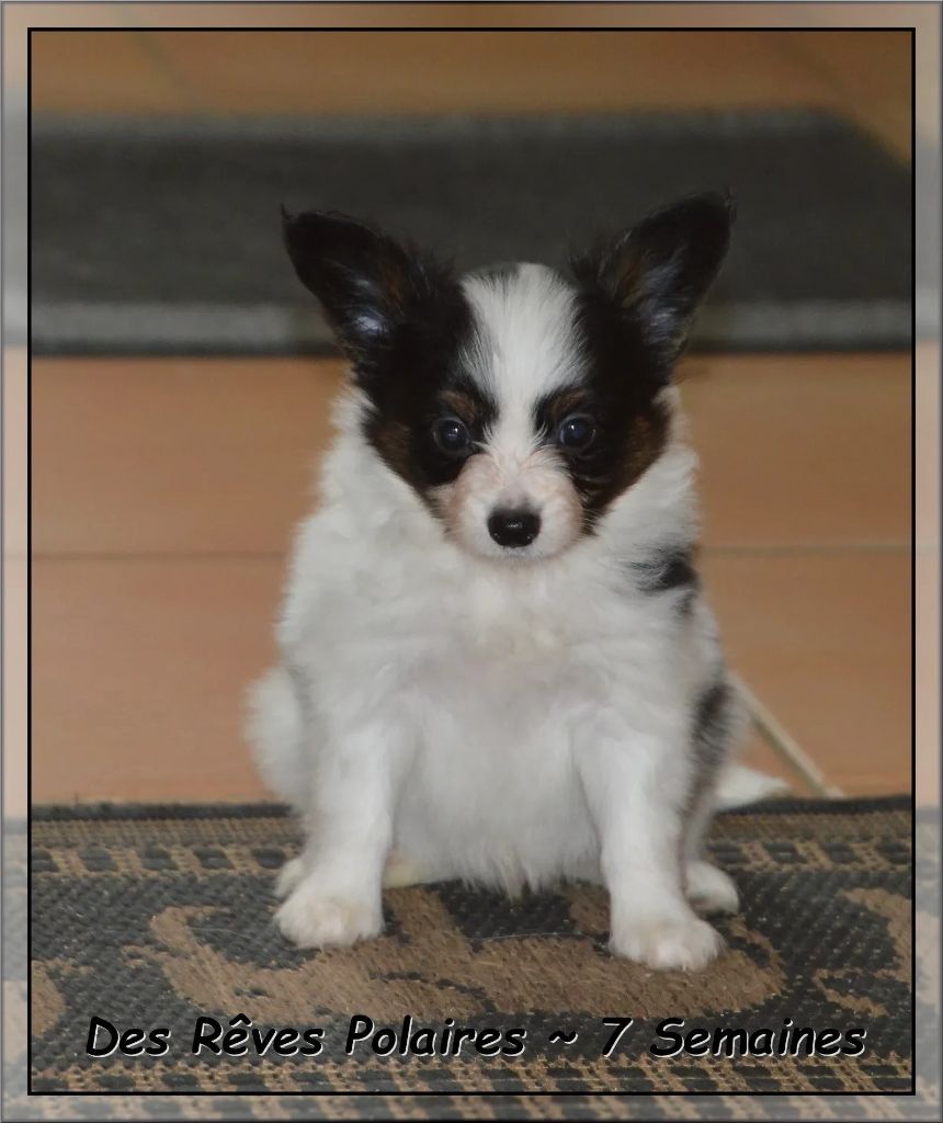 Artic des Rêves Polaires