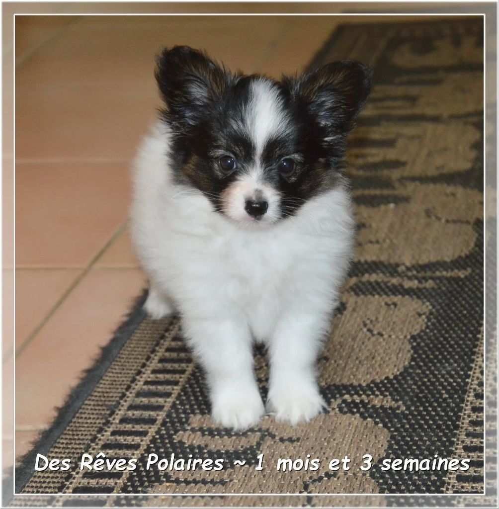 Amigo des Rêves Polaires