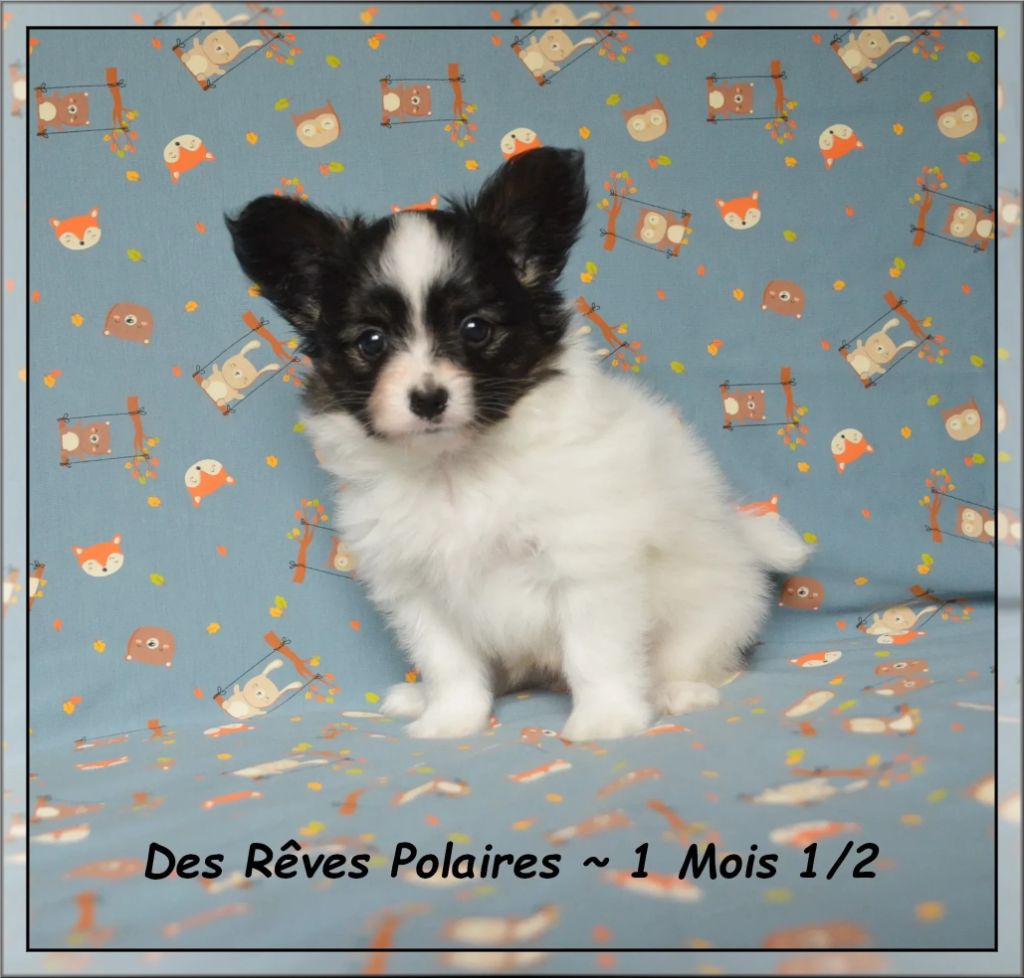 Amigo des Rêves Polaires