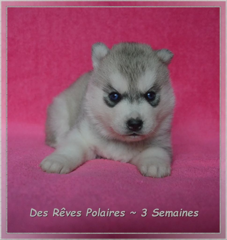 Azur Des Rêves Polaires