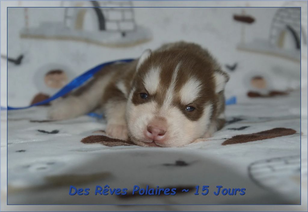 Aslo des Rêves Polaires