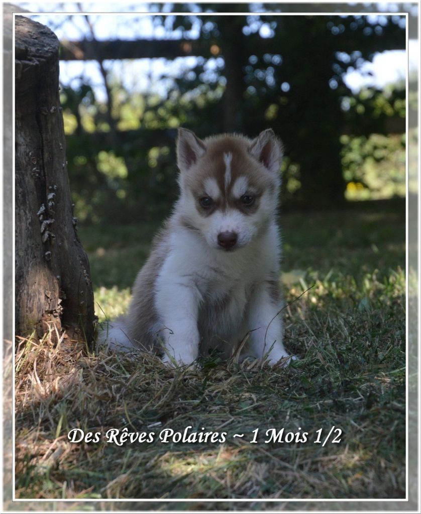 Elevage Pomsky France Prix Sandra Elevage Pomsky Pomeranian