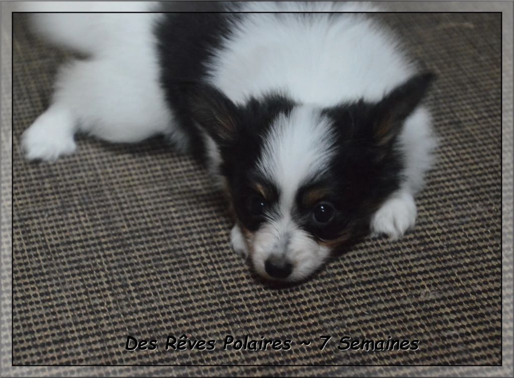 Artic des Rêves Polaires