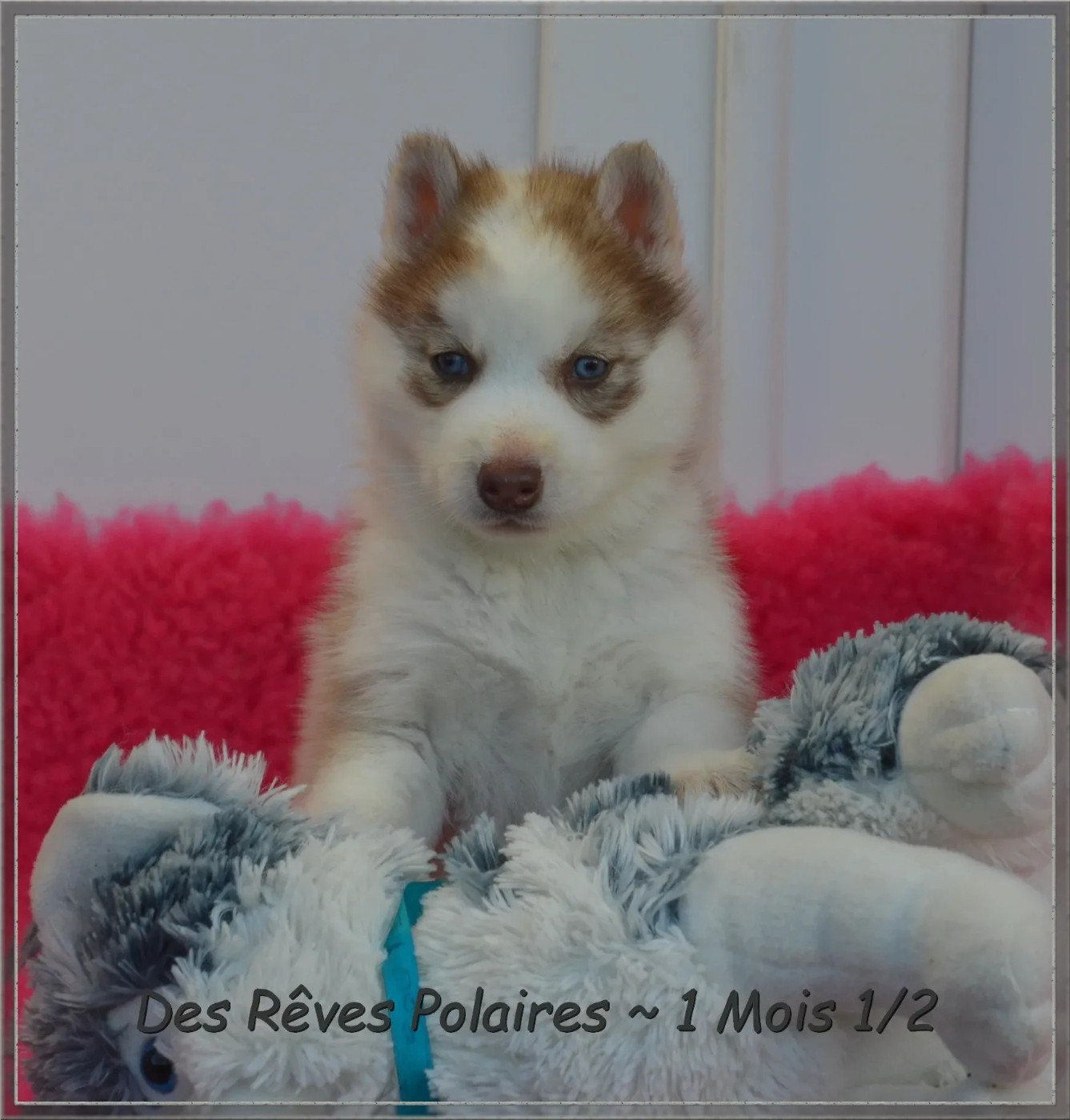 A'Shuna Des Rêves Polaires