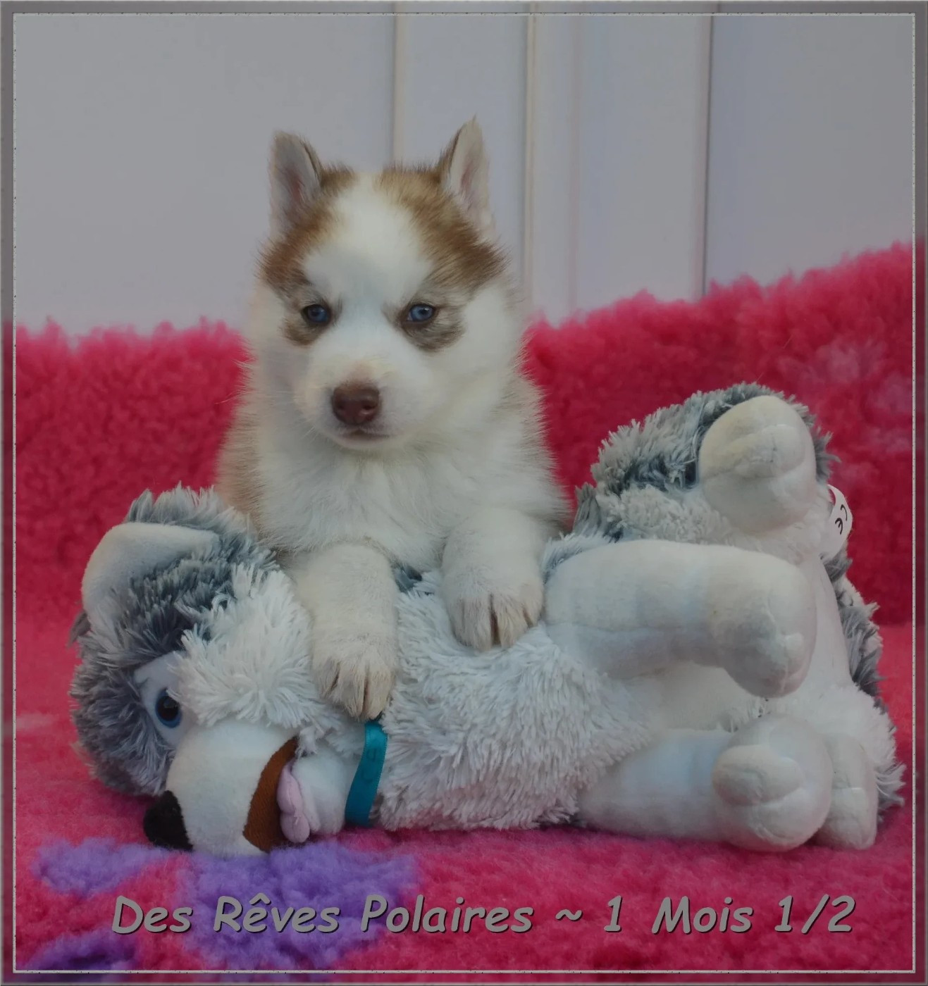 A'Shuna Des Rêves Polaires