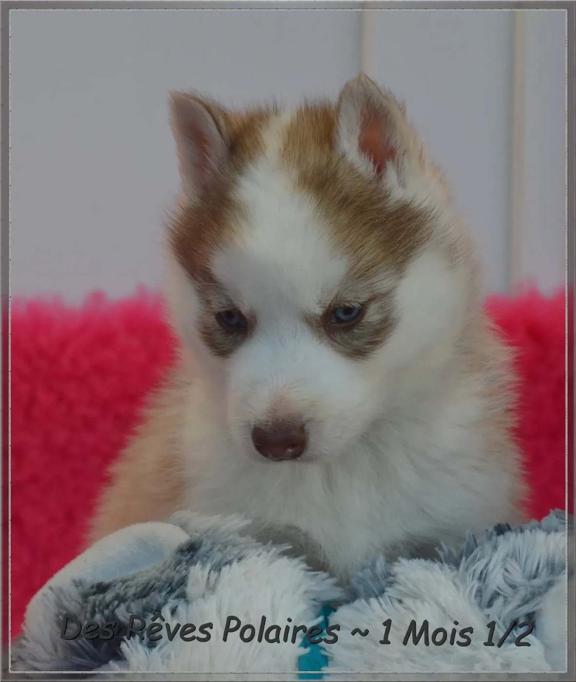 A'Shuna Des Rêves Polaires