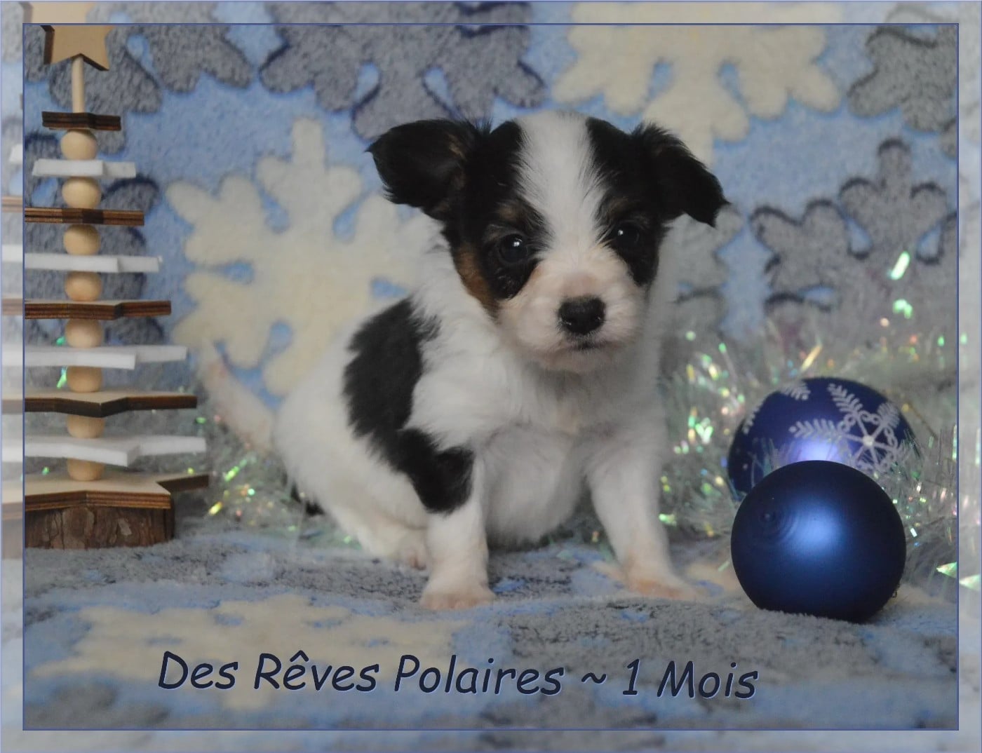 Appy des Rêves Polaires