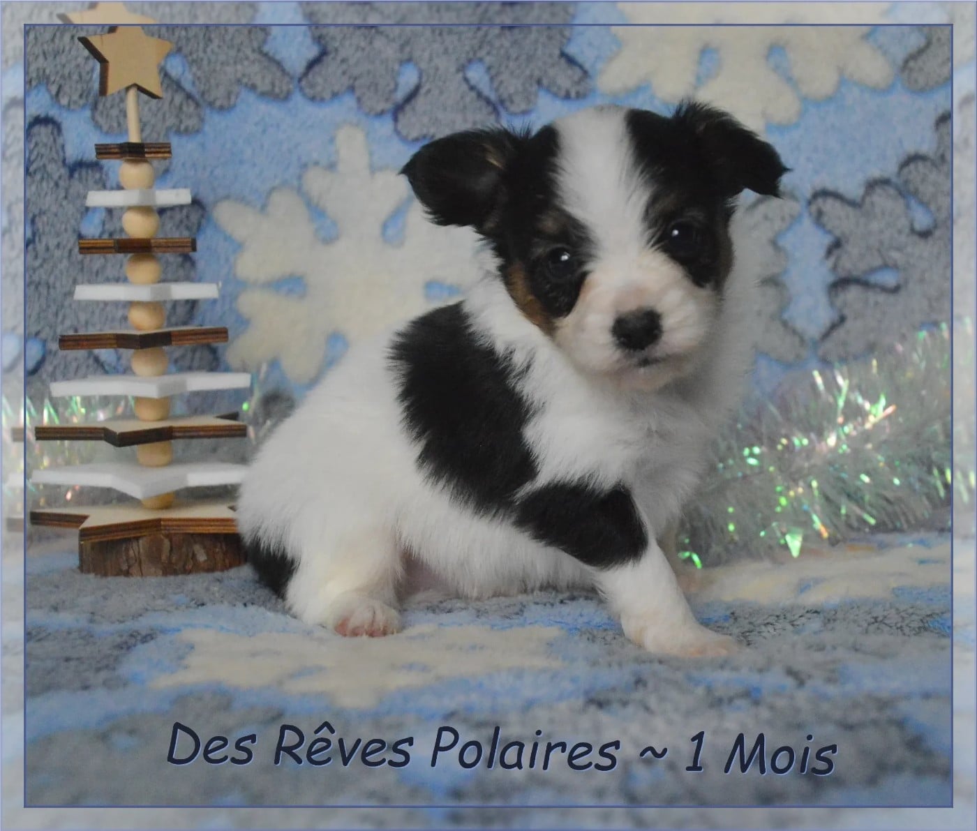 Appy des Rêves Polaires