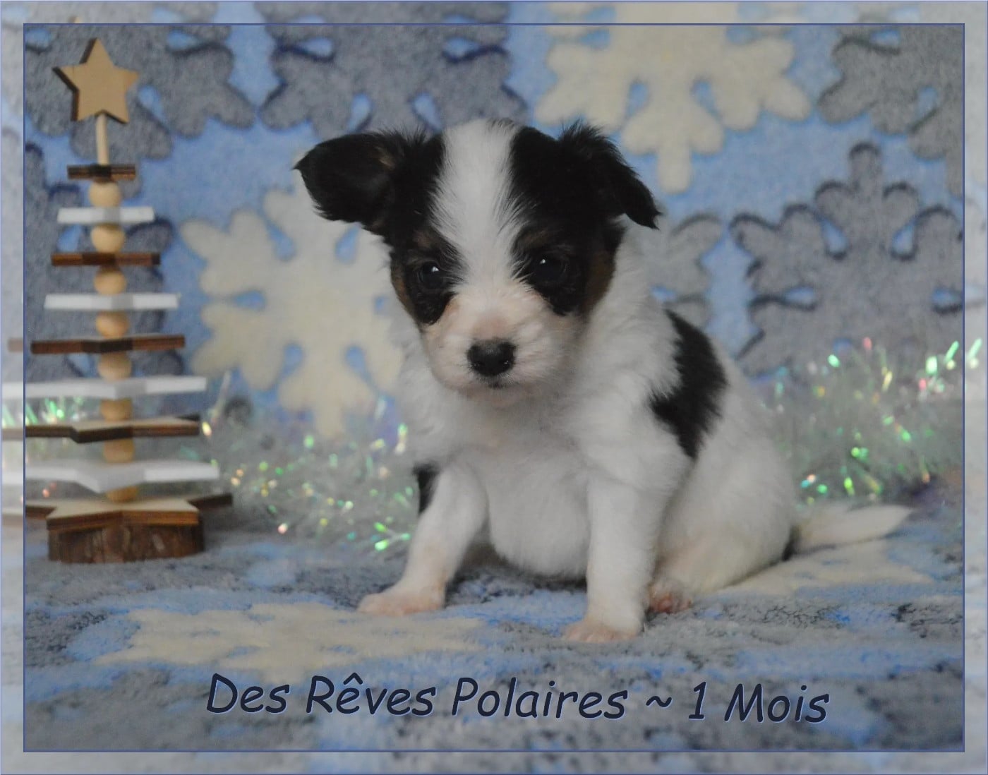 Appy des Rêves Polaires