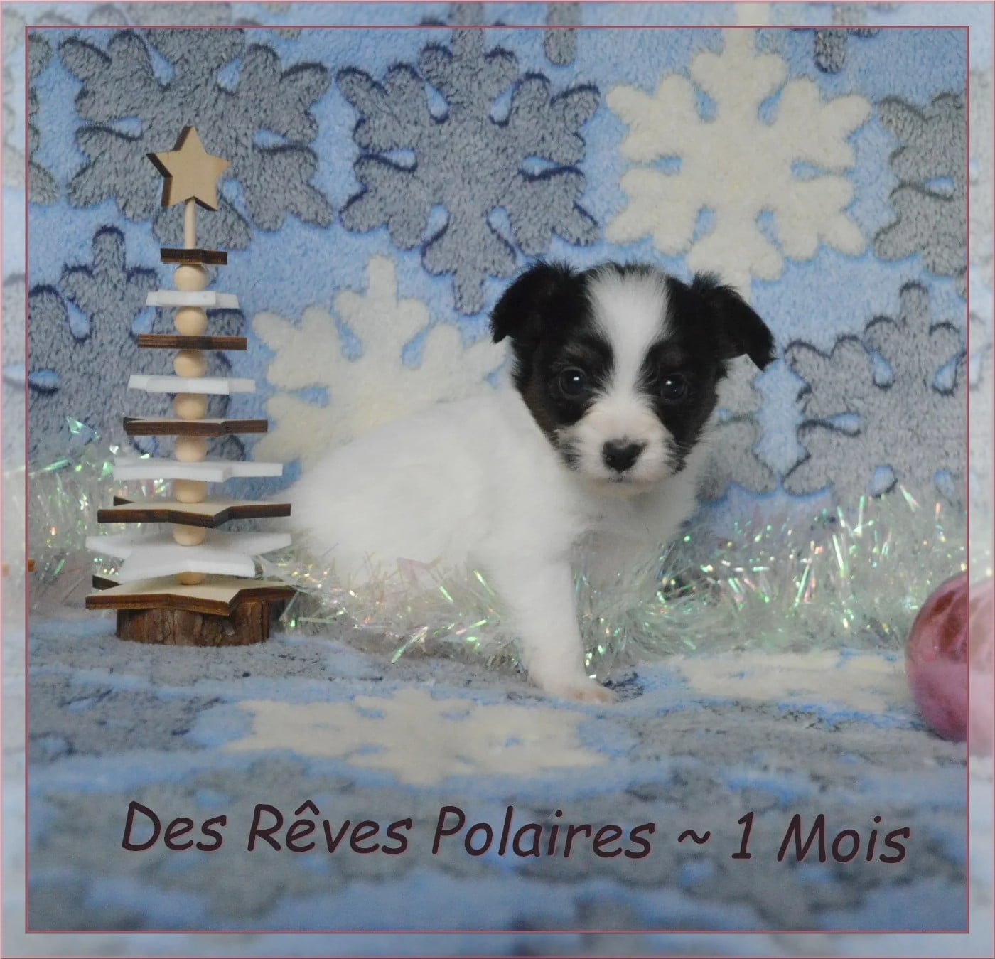 Alya des Rêves Polaires