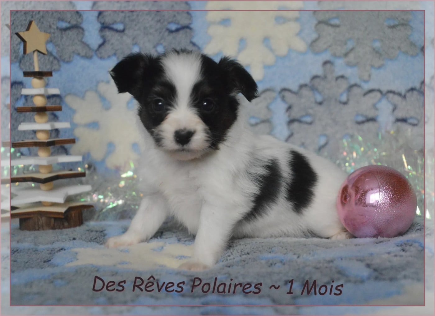 Alya des Rêves Polaires